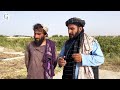 Gran Afghan دکندهار د تلوکان انګور Gran Afghan دکندهار د تلوکان انګور
