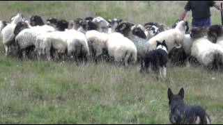 La promesa de 'Artic' by Yeleen Border Collie 5,581 views 9 years ago 3 minutes, 54 seconds