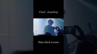 #postblackmetal #screamo #skramz #postrock #postclassical #japaneseband #shorts #music #cissne