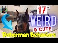 17 weird behaviors of the doberman that are really cute