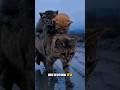 Kasih Ibu Tak Pernah Lelah #storykucing #kucingviral