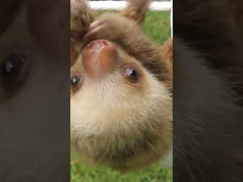 Видео: Могут ли ленивцы быть злыми?