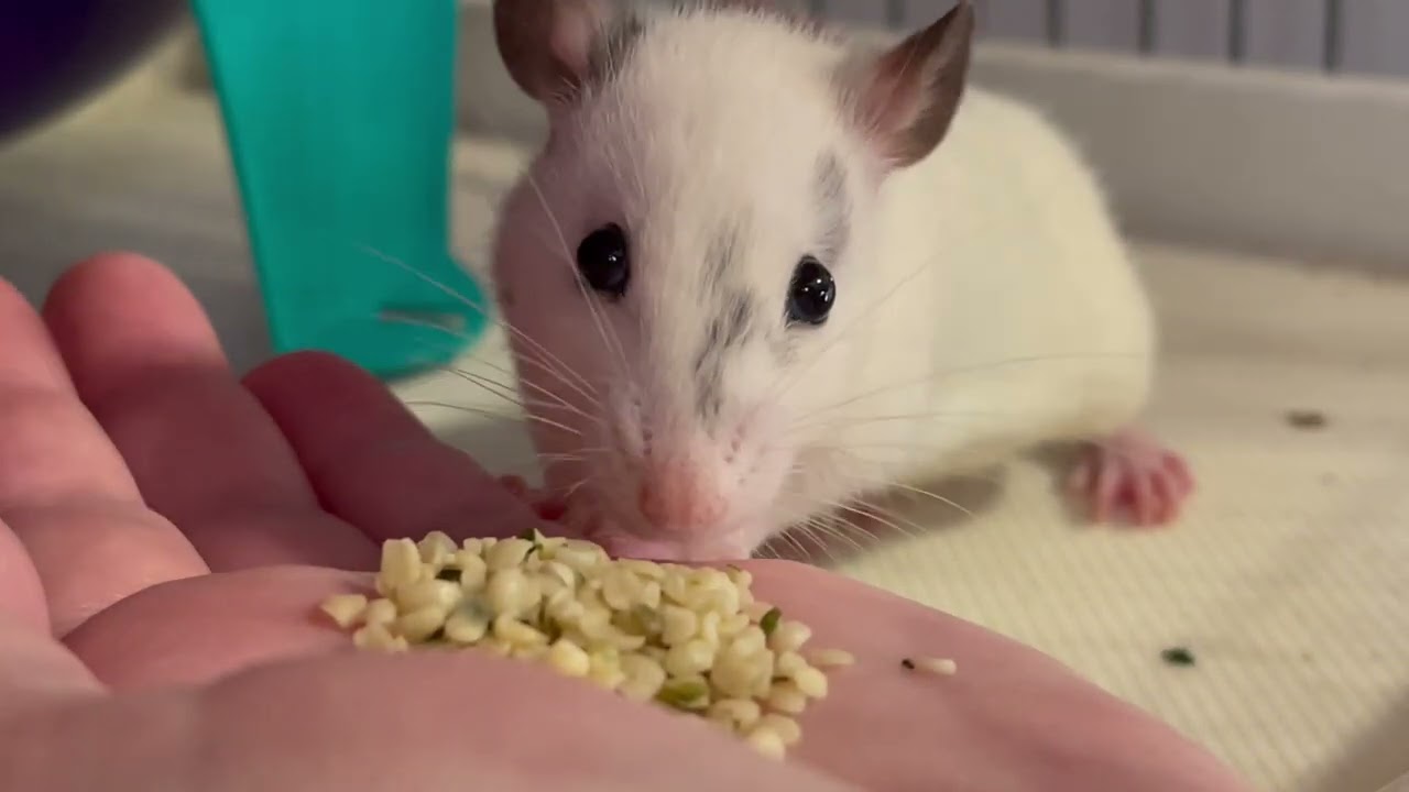 Hemp seeds are a hit! - 05/07/2024