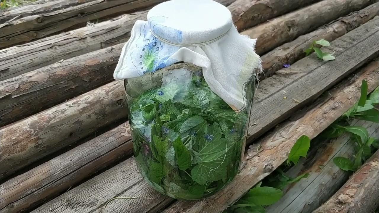 Сурица - напиток древних славян. Славянские напитки. Трава сурица. Сурица напиток богов рецепт. Сурица квас.