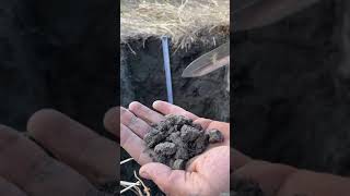 Evsc 380 Soil Vlog 2020 Orthic Black Chernozem