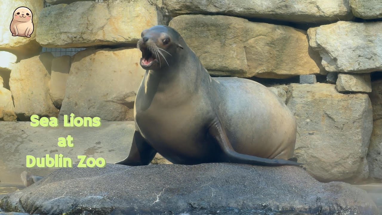 Sea Lions at Dublin Zoo