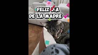 Para ti, mamá…🐾💖 #viral #gatos #mimo #cat#gato #michis #pets #gatitos #cute #sweet#shorts#mama