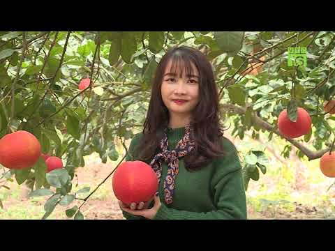 Video Giống bưởi đỏ giúp nông dân làm giàu | VTC16 - youtube