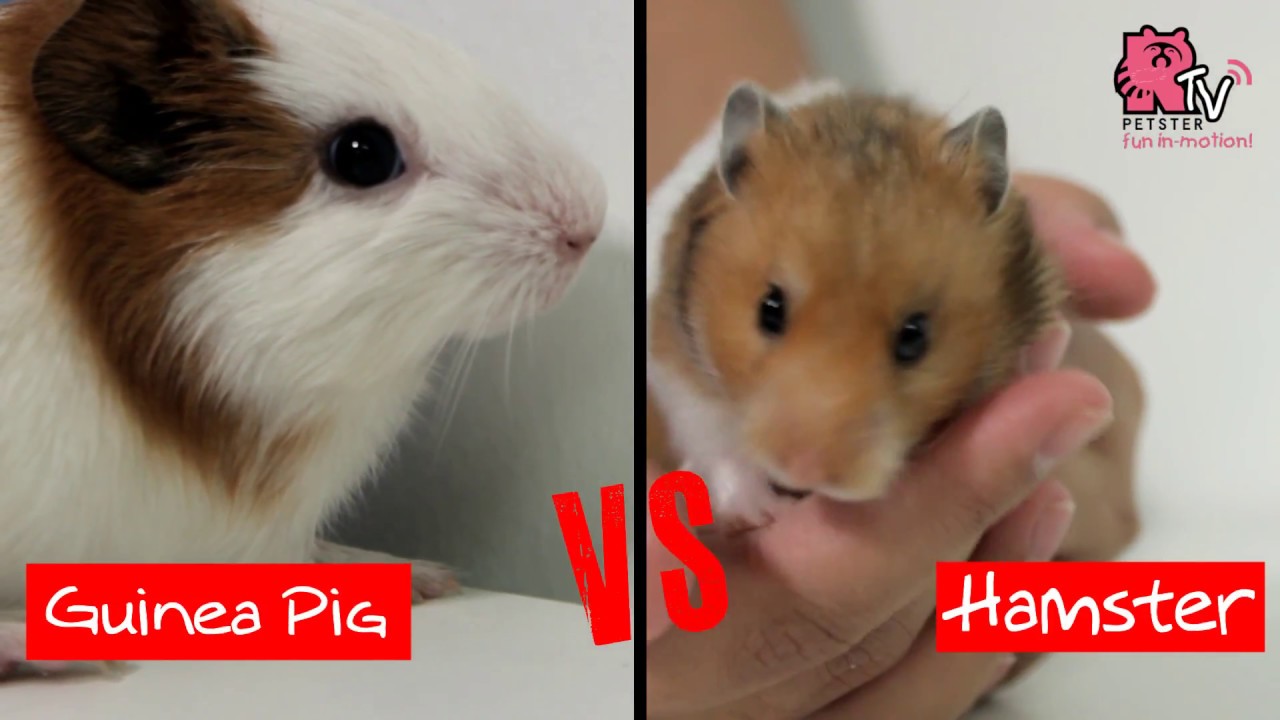 So Just What Is The Difference Between A Guinea Pig Vs Hamster