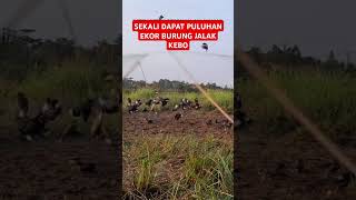 Jebakan burung jalak kebo paling ampuh! #burung #kicaumania #jeratburung #burungkicau #jaringburung
