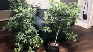 Harvest Time 💪🏽🔥🍬⛽️🌳