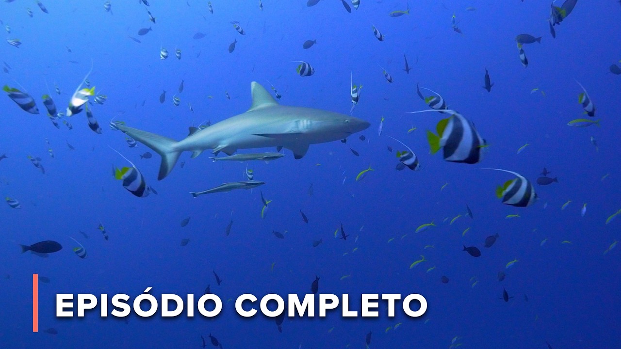 A luta das Maldivas contra a subida do nível do mar | Grande Azul Selvagem 207