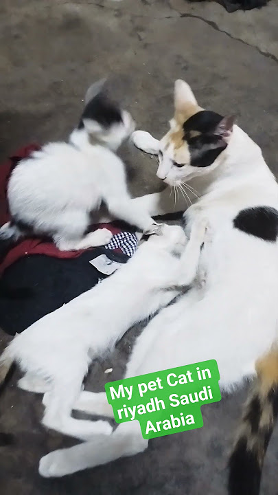 my Cat in Riyadh KSA #shortvideo