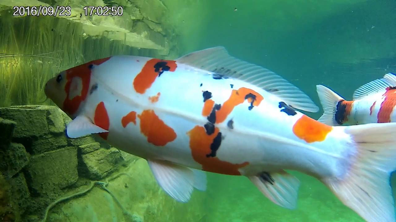 7 Koi und ein Goldfisch im Schwimmteich YouTube