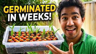 Foxtail Palm Seeds Germinate in Weeks, Not Months—Here's Why #foxtail #gardening #diy #plants #like