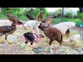 Chicken family home #shortvideo #shorts