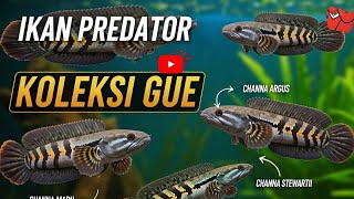 Download Lagu 🎵 Ikan Predator Koleksi Gue 🎵ikanpredator #koleksiikan #laguikan #ikanhias #channa #channafish 