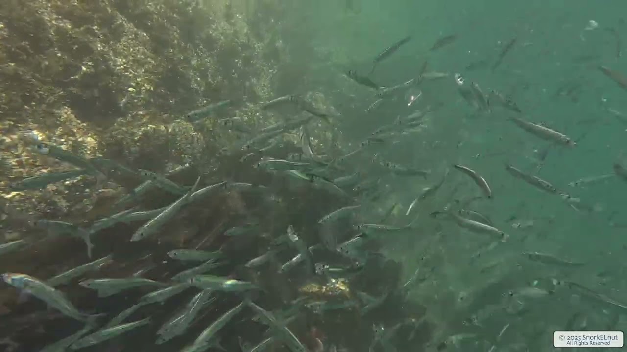 Pacific Herring 3 | Vancouver Island | Underwater 4K | Snorkelling | 23 04 2025