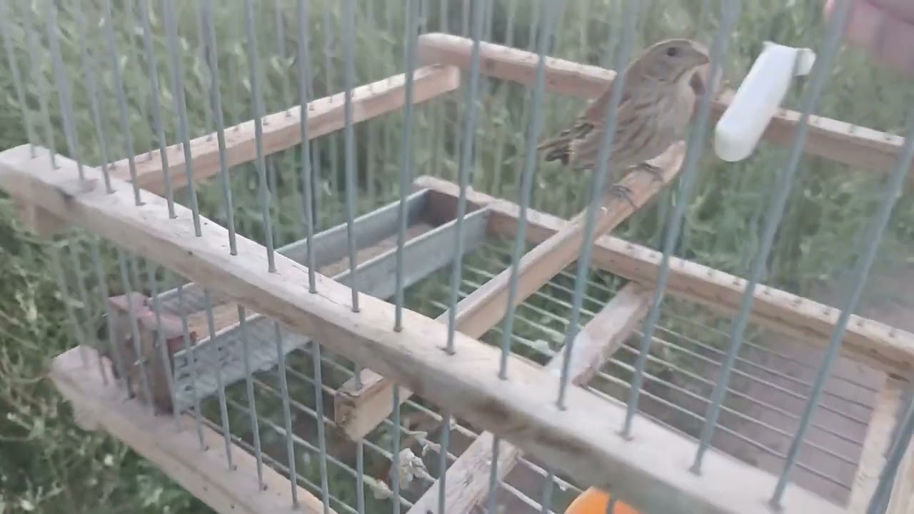 Un rato de campo con los jilgueros..varias capturas] 1ra parte!!