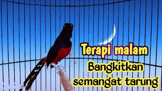 Download Lagu PANCINGAN AMPUH MURAI BATU GACOR FULL ISIAN panjang, SEKALI DENGAR MURAI APAPUN RESPON NEMBAK KERAS MP3