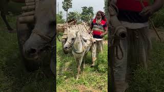 হঠাৎ সাদা ঘোড়া কি হল লাল ঘোড়াকে নিয়ে। #automobile #farming #horsecare #farmingmachinery