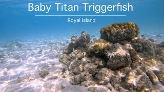 Baby Titan Triggerfish at Royal Island Resort and Spa : snorkeling in the Maldives