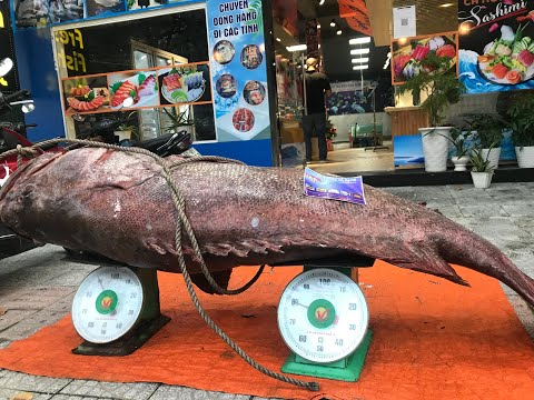 Video CÁ MÚ BIỂN // GROUPER'S LIFE - youtube
