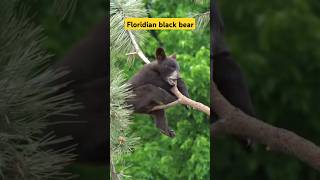 Floridian Black Bear Baribal