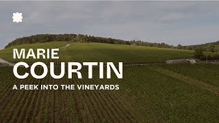 Marie Courtin Vineyards Côte Des Bar, Champagne