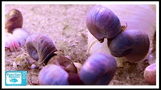 How to Get Rid of Snails in Your Fish Tank