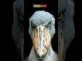 दुनिया का सबसे बेवकूफ पक्षी - This is The World's Most Stupid Bird #shorts #facts #viral