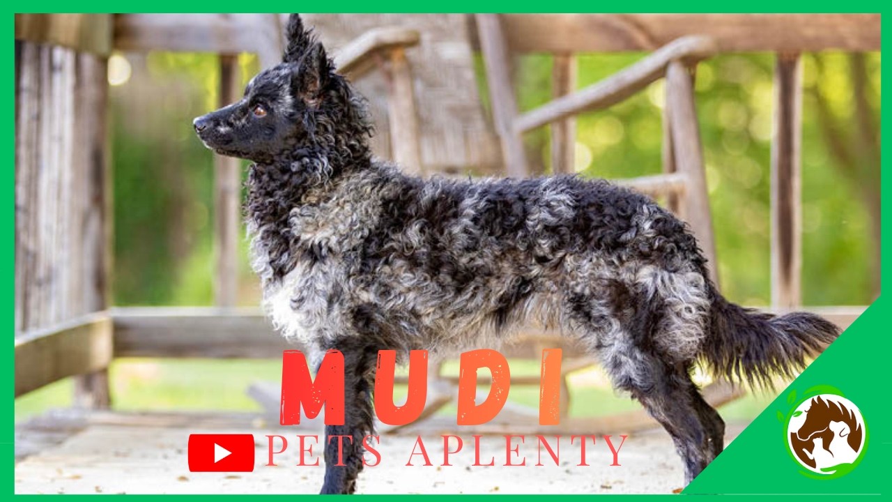 Почему MUDI — ваша новая любимая порода!