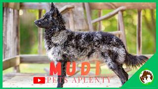 Why the MUDI is Your New Favorite Breed!