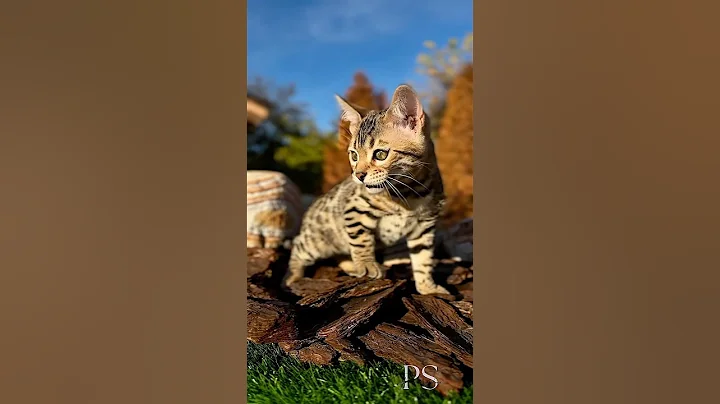 Video 11547741: beautiful bengal kittens, cat kitten kitty cutecat