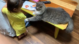 娘とじぃじの奪い合いをする猫　ノルウェージャンフォレストキャット　Cats I want to play with my grandfather before my daughter