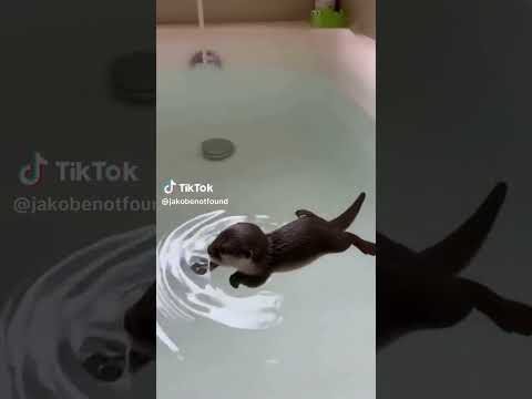 Cute baby Otter #animals #animalshorts #otterlyadorable #otter #shortvideos #shortsviral