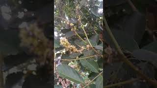 Bunga rambutan di hinggapi semut