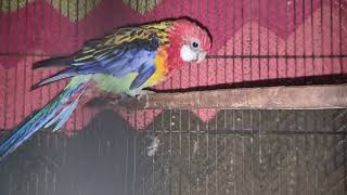 Rosella Parrot buy kiya aj||colour full parrot ||funny Talking Parrot ##viralvideo #video