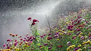 Peaceful Music | Relaxing Music | beautiful Wildflowers water spray |  sleep              music |