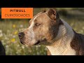 El perro más temido… pero también el más fiel 🐾❤️              #pitbull #dog #viral #curiosidades