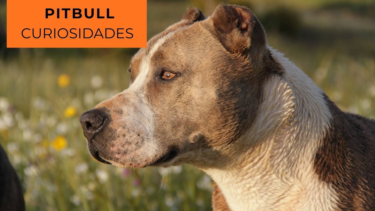 El perro más temido… pero también el más fiel 🐾❤️              #pitbull #dog #viral #curiosidades