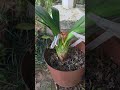 When Clivia Blooms Get Stuck | Fixing a Stuck Umbel #shorts
