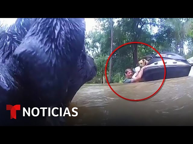 En video: Policías de Houston rescatan a un hombre y sus tres perros de las inundaciones