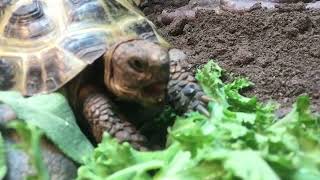 Ted the Tortoise wading through a massive breakfast