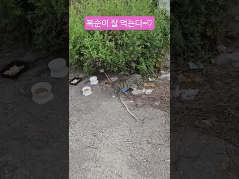 우리 길냥이들 #복순이 #까망이 #퇴근 #부산강서구