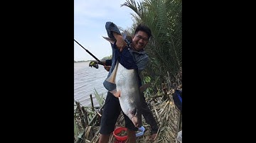 CẢM XÚC VỠ ÒA KHI CÂU ĐƯỢC CÁ TRA 10KG SÔNG VÀM CỎ TÂY | CÂU CÁ MIỀN TÂY