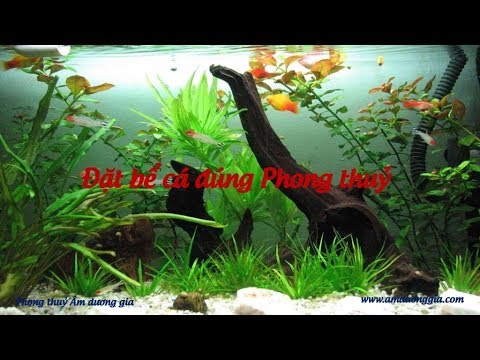 Video Đặt bể cá đúng phong thuỷ - Giúp chiêu tài lộc hay hút... - youtube