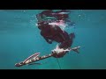 FORAGE Making the Most of What We Have (Spearfishing and Fish Head Soup) - Free Range Sailing Ep 115