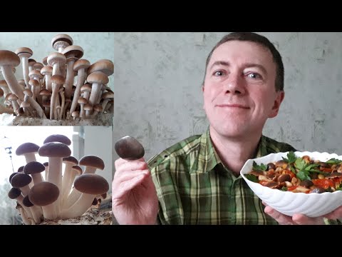 Как приготовить Опенок тополиный по-итальянски?