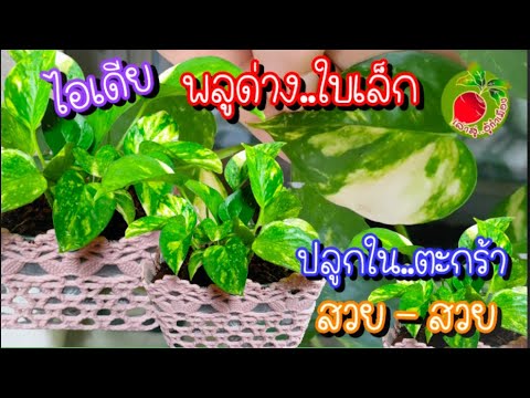 ปลูกพลูด่าง epipremnum aureum golden ใบเล็กๆ ในกระถางต้นไม้ จากตะกร้าพลาสติกสวยๆ/เล่าสู่อู้กำเมือง